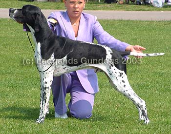 Limit Dog